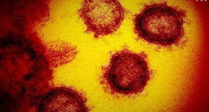 コロナウイルス